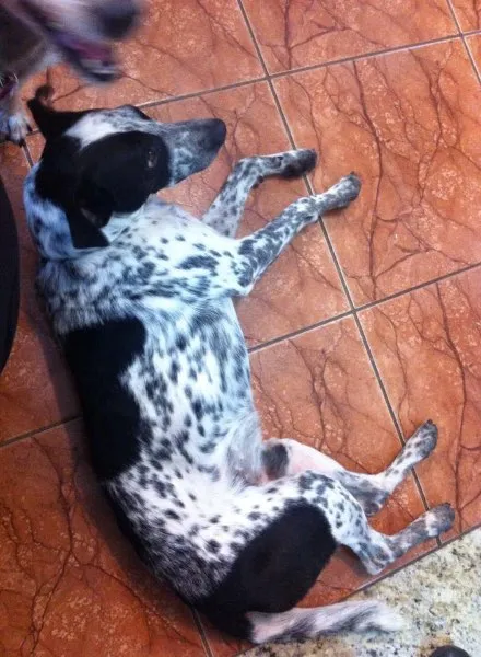 Cachorro ra a Perdigueiro idade 2 anos nome Dengoso
