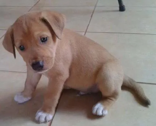 Cachorro ra a lab.c pit idade Abaixo de 2 meses nome ver