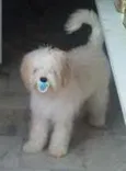 Cachorro raça Poodle idade 2 anos nome Toy