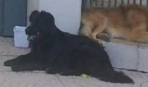 Cachorro ra a SRD idade 2 anos nome Preta e caramelo