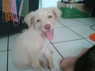 Cachorro ra a infefinida idade Abaixo de 2 meses nome galego