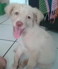 Cachorro raça infefinida idade Abaixo de 2 meses nome galego