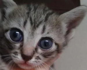 Gato raça sem raça idade Abaixo de 2 meses nome sem nome