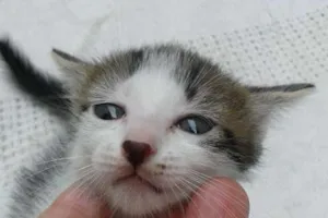 Gato raça sem raça idade Abaixo de 2 meses nome feiinho