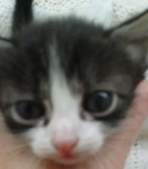 Gato raça sem raça idade Abaixo de 2 meses nome FOFA