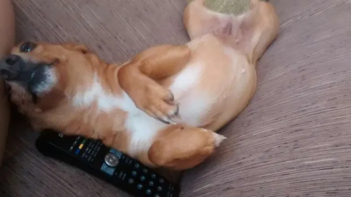 Cachorro raça sem raça definida idade 3 anos nome Maya