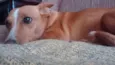 Maya