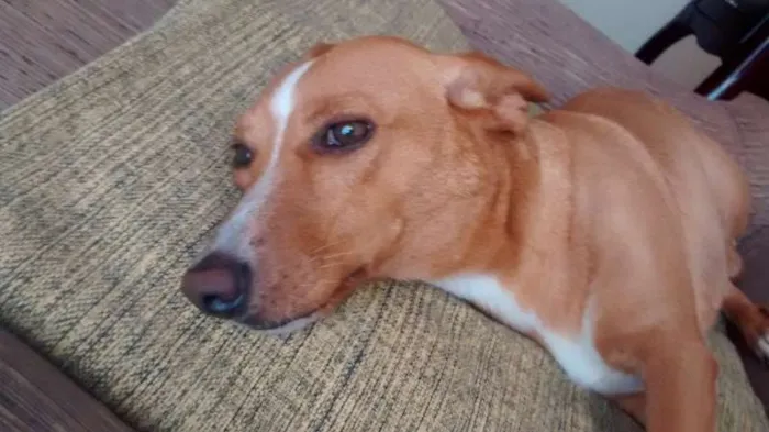 Cachorro raça sem raça definida idade 3 anos nome Maya
