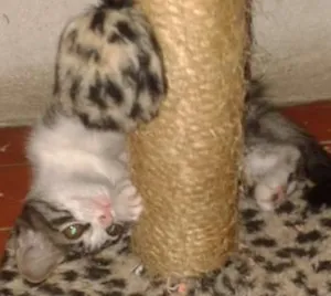Gato raça  idade Abaixo de 2 meses nome LINDA