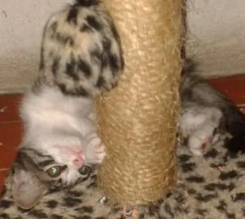 Gato ra a  idade Abaixo de 2 meses nome LINDA