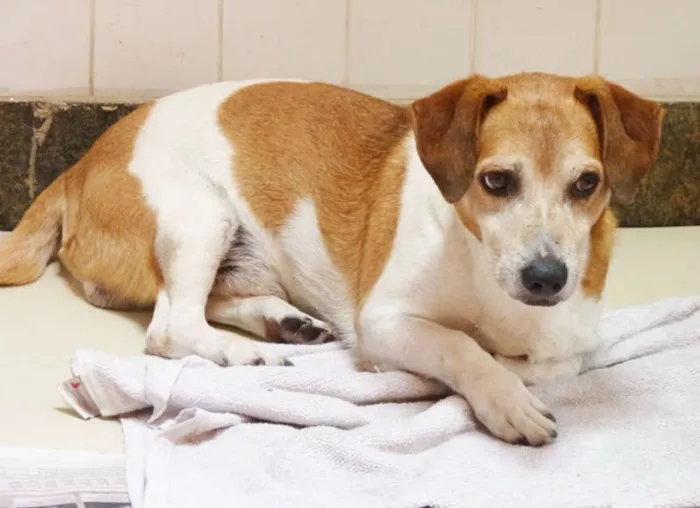 Cachorro ra a Mix Basset e Beagle idade 6 ou mais anos nome NINO