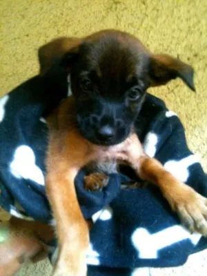 Cachorro raça SRD idade 2 anos nome Madona e seus filhotes