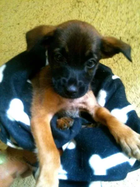 Cachorro ra a SRD idade 2 anos nome Madona e seus filhotes