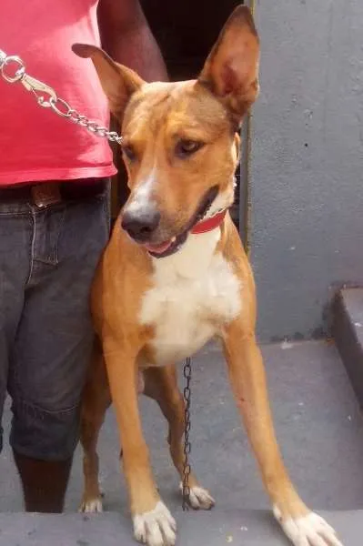 Cachorro ra a SRD idade 1 ano nome Mix
