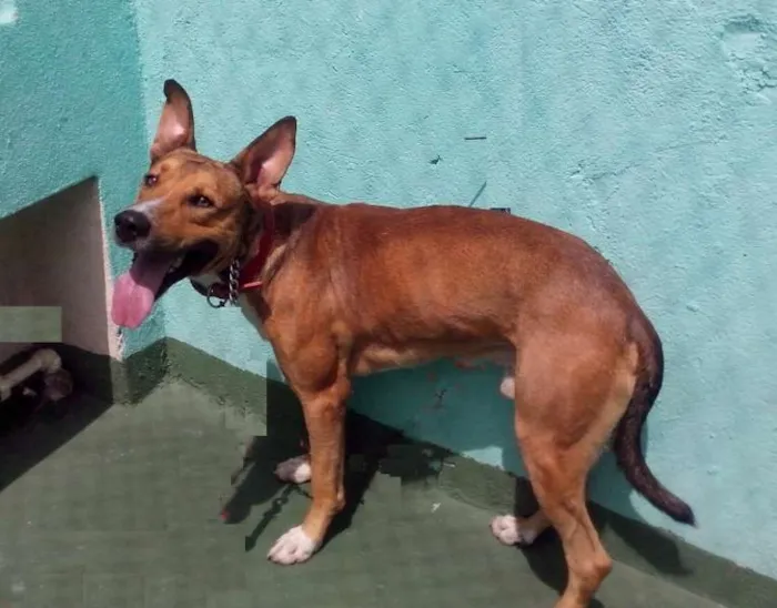 Cachorro ra a SRD idade 1 ano nome Mix