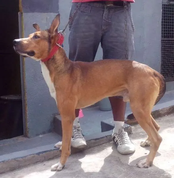 Cachorro ra a SRD idade 1 ano nome Mix