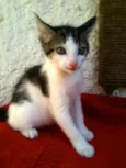 Duddy, Cindy e Kitty