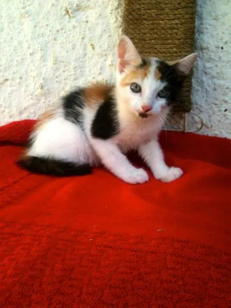 Gato ra a SRD idade Abaixo de 2 meses nome Duddy, Cindy e Kitty