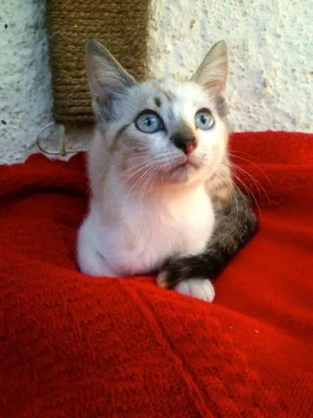 Gato ra a SRD idade Abaixo de 2 meses nome Duddy, Cindy e Kitty