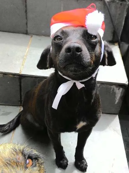 Cachorro ra a SRD idade Abaixo de 2 meses nome Bebes sem nome