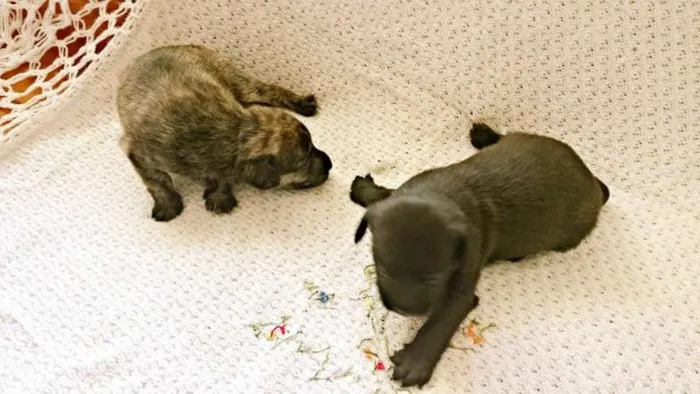 Cachorro ra a SRD idade Abaixo de 2 meses nome Bebes sem nome