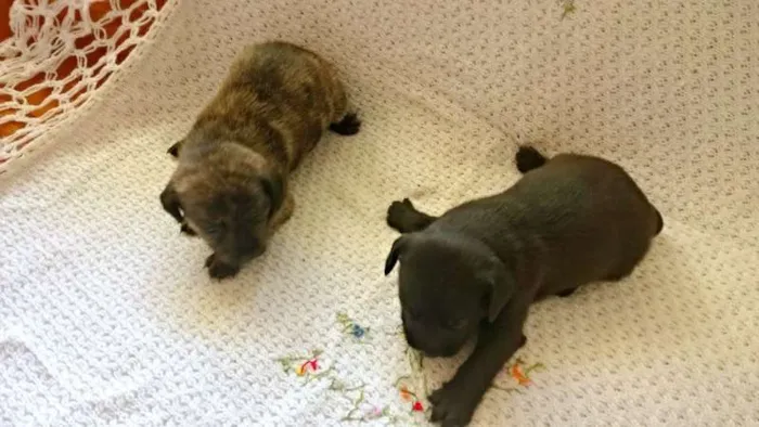 Cachorro ra a SRD idade Abaixo de 2 meses nome Bebes sem nome