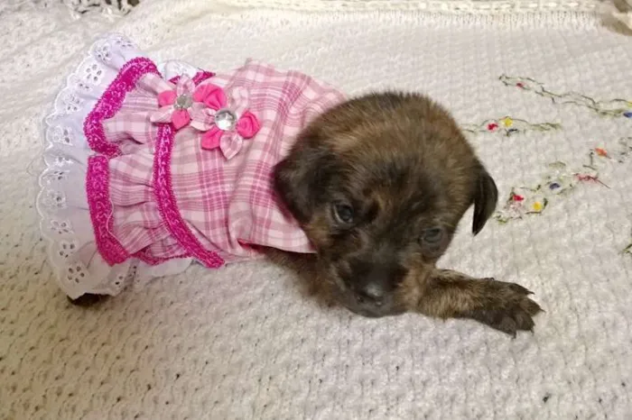 Cachorro ra a SRD idade Abaixo de 2 meses nome Bebes sem nome