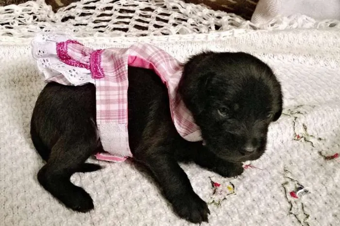 Cachorro ra a SRD idade Abaixo de 2 meses nome Bebes sem nome