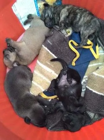 Cachorro ra a SRD idade Abaixo de 2 meses nome Bebes sem nome