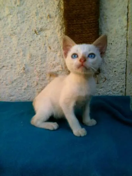Gato ra a  idade  nome Cris, Teddy e Patty
