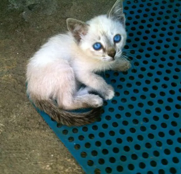 Gato ra a  idade  nome Cris, Teddy e Patty
