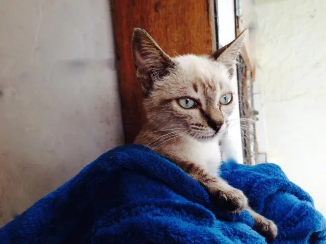 Gato ra a  idade  nome Cris, Teddy e Patty