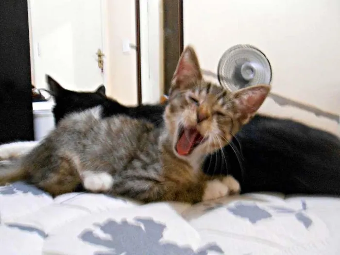 Gato ra a sem raça idade Abaixo de 2 meses nome sem nome