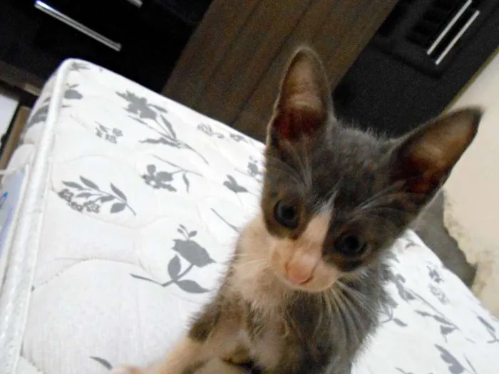 Gato ra a sem raça idade Abaixo de 2 meses nome sem nome