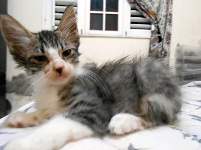 Gato ra a sem raça idade Abaixo de 2 meses nome sem nome