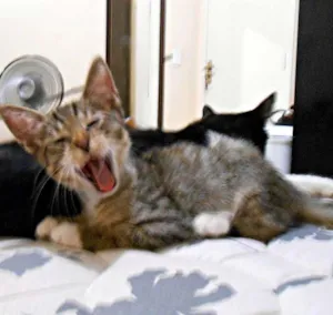 Gato raça sem raça idade Abaixo de 2 meses nome sem nome
