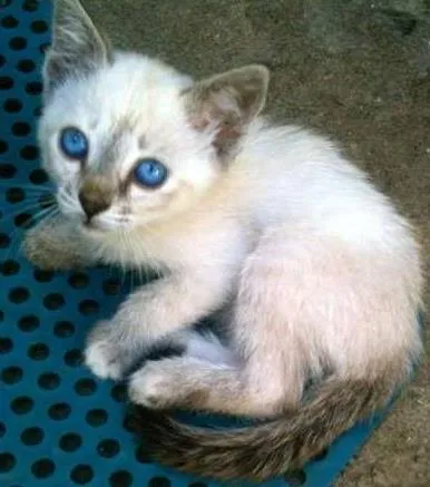 Gato ra a  idade  nome Cris, Teddy e Patty