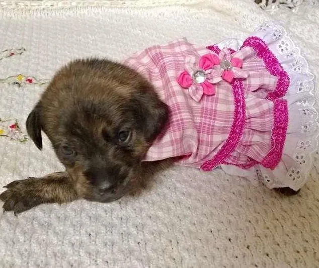 Cachorro ra a SRD idade Abaixo de 2 meses nome Bebes sem nome