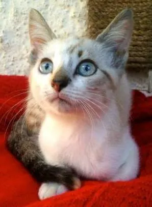 Gato raça SRD idade Abaixo de 2 meses nome Duddy, Cindy e Kitty