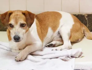 Cachorro raça Mix Basset e Beagle idade 6 ou mais anos nome NINO