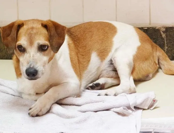 Cachorro ra a Mix Basset e Beagle idade 6 ou mais anos nome NINO
