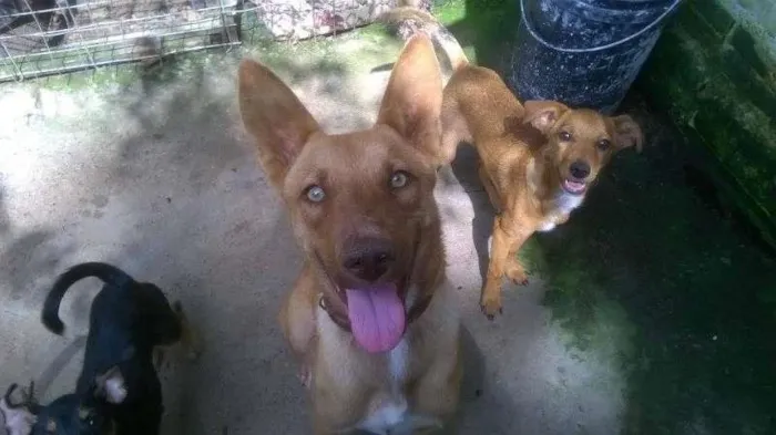 Cachorro raça SRD idade 1 ano nome Avelã