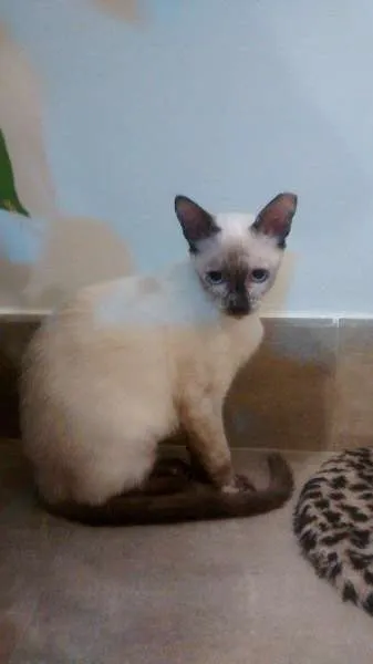 Gato ra a SRD idade 2 a 6 meses nome Francesca