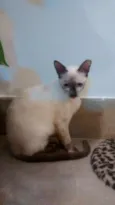 Francesca