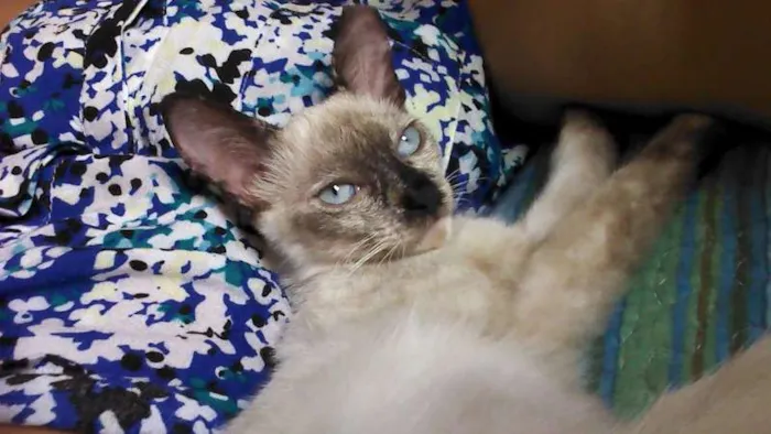 Gato ra a SRD idade 2 a 6 meses nome Francesca