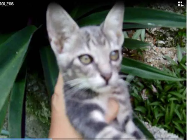 Gato raça vira-lata idade 2 a 6 meses nome SEM NOME