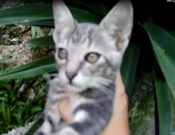 Gato raça vira-lata idade 2 a 6 meses nome SEM NOME