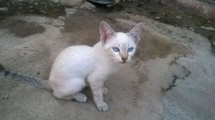 Gato ra a Siamês idade 2 a 6 meses nome LINDA BELA CANAPUM 