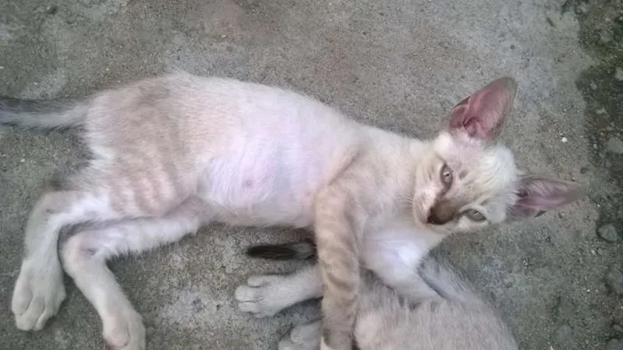 Gato ra a Siamês idade 2 a 6 meses nome LINDA BELA CANAPUM 