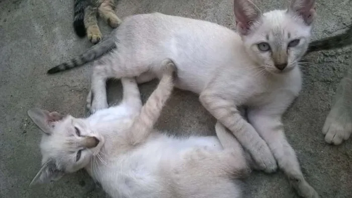 Gato ra a Siamês idade 2 a 6 meses nome LINDA BELA CANAPUM 